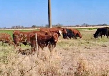 Campo Ganadero - Agricola - San Jeronimo del Sauce / Santa Fe